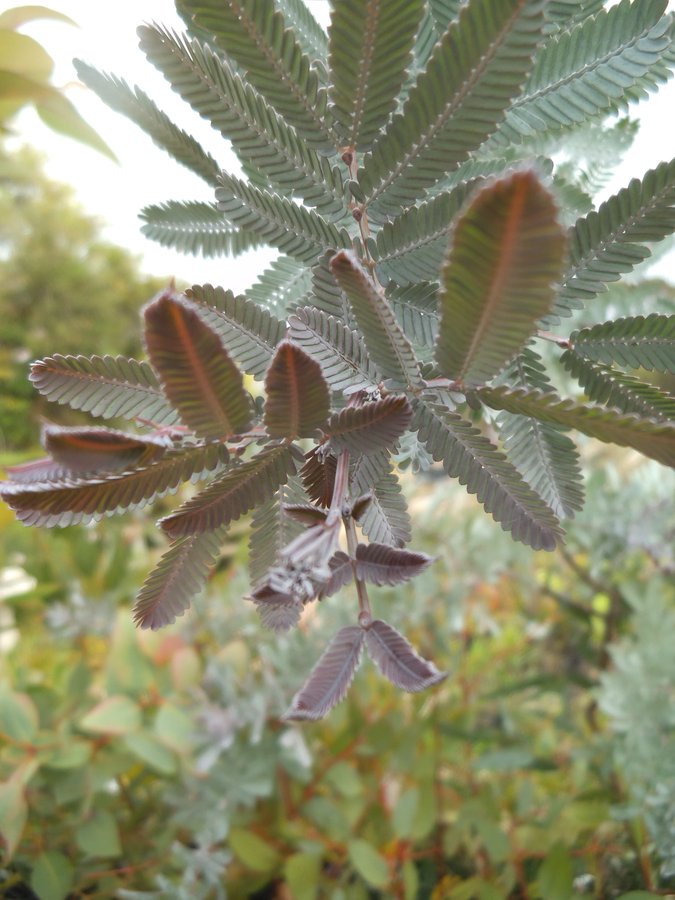 Acacia baileyana var purpurea.JPG